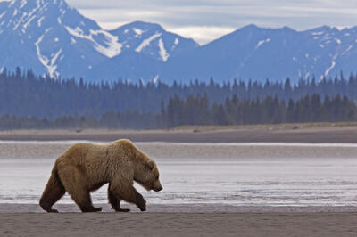 Alaska-Bear